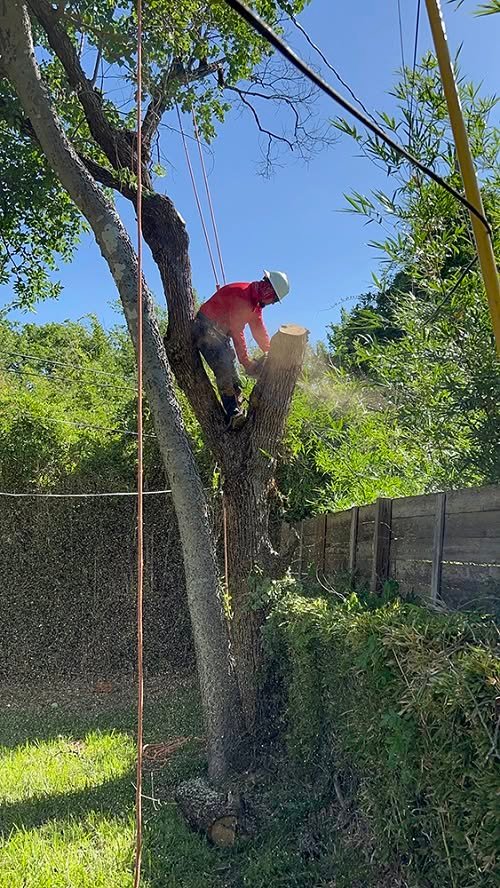 Professional climber removing a tree safely