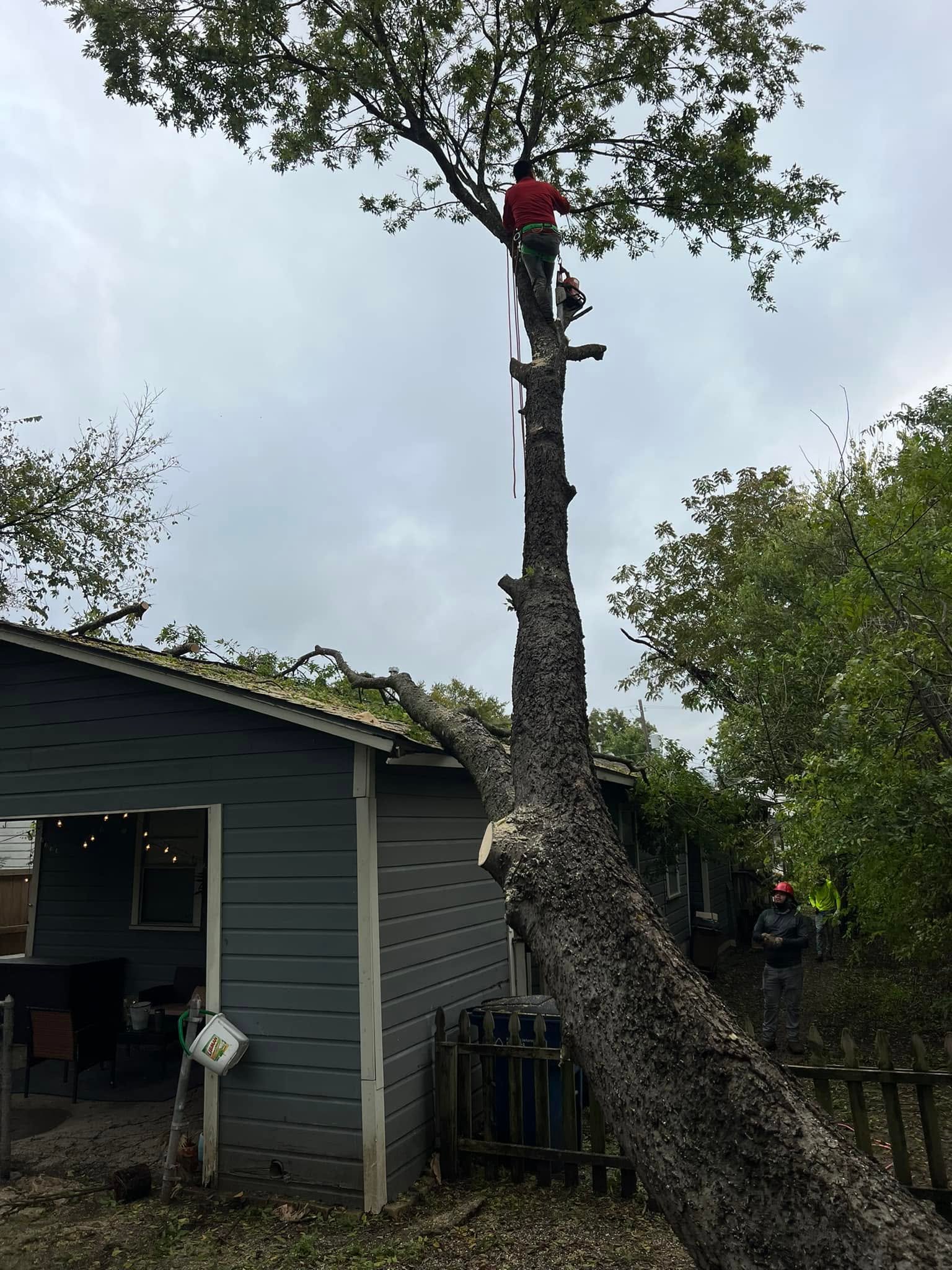 Tree removal in progress